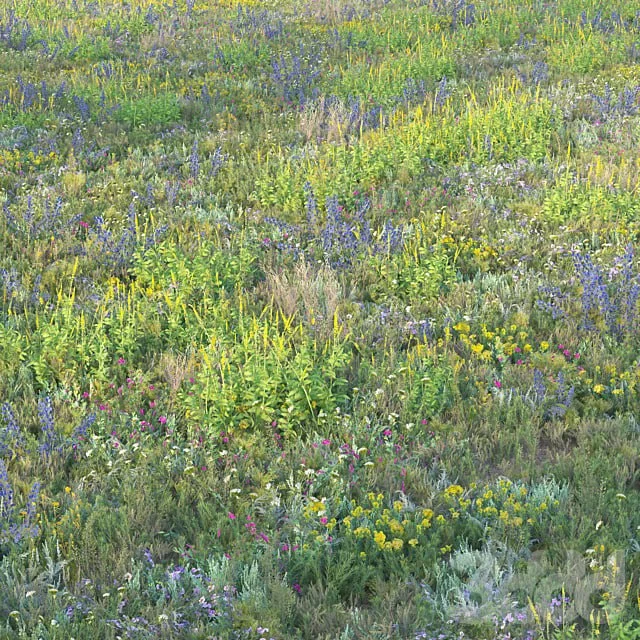 Blooming meadow grass 2